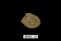 藏品(銀錦蛤)的圖片